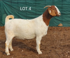 1X BOERBOK OOI/EWE MNR. LOUIS VAN RENSBURG - STOET/STUD