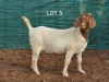 1X BOERBOK OOI/EWE MNR. LOUIS VAN RENSBURG - STOET/STUD