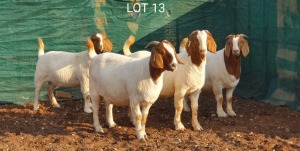 4X BOERBOK OOI/EWE MNR. LOUIS VAN RENSBURG (Per stuk om lot te neem) - KUDDE/FLOCK