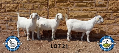 3X SAVANNAH OOI/EWE SCHOLTZ & SEUNS (Per stuk om lot te neem) - PS