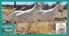 2X SAVANNAH OOI/EWE MNR. G.P.J. SCHOLTZ (Per stuk om lot te neem) - STOET/STUD