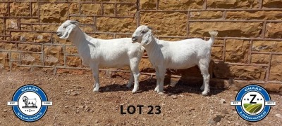 2X SAVANNAH OOI/EWE SCHOLTZ & SEUNS (Per stuk om lot te neem) - PS