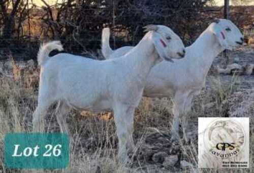 2X SAVANNAH OOI/EWE MNR. G.P.J. SCHOLTZ (Per stuk om lot te neem) - KUDDE/FLOCK