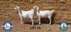 2X SAVANNAH OOI/EWE SCHOLTZ & SEUNS (Per stuk om lot te neem) - PS