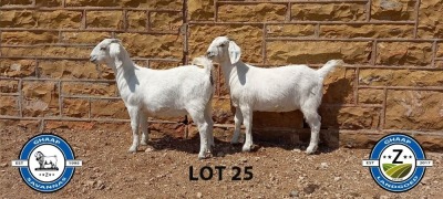 2X SAVANNAH OOI/EWE SCHOLTZ & SEUNS (Per stuk om lot te neem) - PS