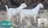2X SAVANNAH OOI/EWE MNR. G.P.J. SCHOLTZ (Per stuk om lot te neem) - KUDDE/FLOCK