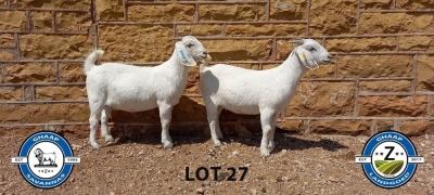 2X SAVANNAH OOI/EWE SCHOLTZ & SEUNS (Per stuk om lot te neem) - KUDDE/FLOCK