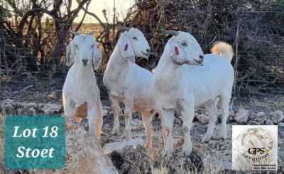 3X SAVANNAH OOI/EWE MNR. G.P.J. SCHOLTZ (Per stuk om lot te neem) STUD/PS/PS