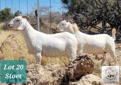 2X SAVANNAH OOI/EWE MNR. G.P.J. SCHOLTZ (Per stuk om lot te neem) - STOET/STUD