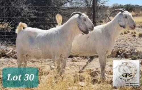 1X SAVANNAH OOI/EWE MNR. G.P.J. SCHOLTZ - STOET/STUD