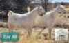 1X SAVANNAH OOI/EWE MNR. G.P.J. SCHOLTZ - STOET/STUD
