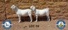 2X SAVANNAH OOI/EWE SCHOLTZ & SEUNS (Per stuk om lot te neem) - PS