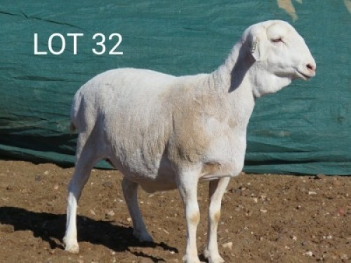 1X VAN ROOY OOI/EWE MNR. LOUIS VAN RENSBURG - TIPE 5 /TYPE 5