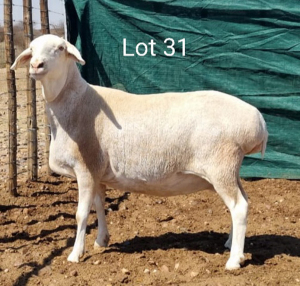 1X VAN ROOY OOI/EWE MNR. L. BOTMA - TIPE 5 /TYPE 5