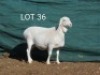 1X VAN ROOY OOI/EWE MET LAM MNR. LOUIS VAN RENSBURG - TIPE 5 /TYPE 5 - 2