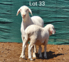 1X VAN ROOY OOI/EWE MET LAM ANEL LIEBENBERG - STOET/STUD