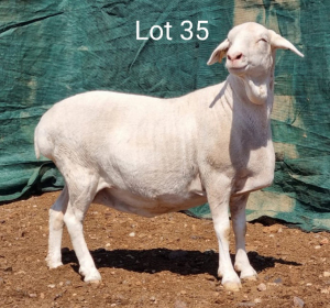 1X VAN ROOY OOI/EWE MNR. L. BOTMA - TIPE 5 /TYPE 5