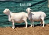 2X VAN ROOY OOI/EWE MNR. L. BOTMA (Per stuk om lot te neem) - STOET/STUD