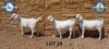 3X SAVANNAH OOI/EWE SCHOLTZ & SEUNS (Per stuk om lot te neem) - KUDDE/FLOCK