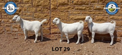 3X SAVANNAH OOI/EWE SCHOLTZ & SEUNS (Per stuk om lot te neem) - KUDDE/FLOCK