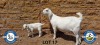 1X SAVANNAH OOI/EWE MET LAM SCHOLTZ & SEUNS - PS