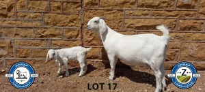 1X SAVANNAH OOI/EWE MET LAM SCHOLTZ & SEUNS - PS