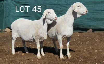 3X VAN ROOY OOI/EWE MNR. LOUIS VAN RENSBURG (Per stuk om lot te neem) - STOET/STUD