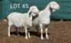 3X VAN ROOY OOI/EWE MNR. LOUIS VAN RENSBURG (Per stuk om lot te neem) - STOET/STUD
