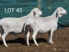 3X VAN ROOY OOI/EWE MNR. LOUIS VAN RENSBURG (Per stuk om lot te neem) - STOET/STUD - 2