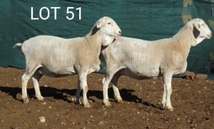 4X VAN ROOY OOI/EWE MNR. LOUIS VAN RENSBURG (Per stuk om lot te neem) - KUDDE/FLOCK