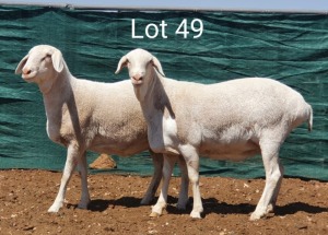 2X VAN ROOY OOI/EWE ANEL LIEBENBERG (Per stuk om lot te neem) - KUDDE/FLOCK