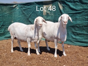 2X VAN ROOY OOI/EWE MNR. L. BOTMA (Per stuk om lot te neem) - KUDDE/FLOCK