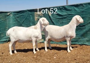 2X VAN ROOY OOI/EWE MNR. L. BOTMA (Per stuk om lot te neem) - KUDDE/FLOCK