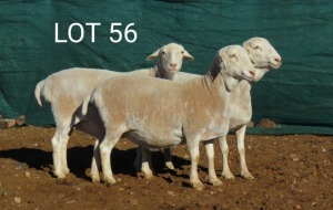 3X VAN ROOY OOI/EWE MNR. LOUIS VAN RENSBURG (Per stuk om lot te neem) - KUDDE/FLOCK