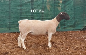 1X DORPER OOI/EWE MNR. LOUIS VAN RENSBURG - TIPE 5 /TYPE 5