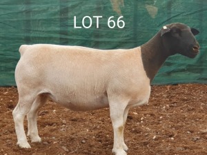 1X DORPER OOI/EWE MNR. LOUIS VAN RENSBURG - TIPE 5 /TYPE 5