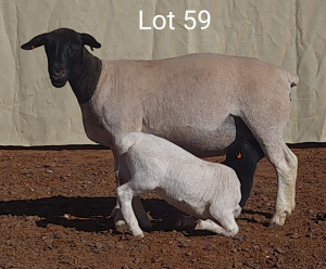 1X DORPER OOI/EWE MET LAM MNR. C.C. VAN DEVENTER - TIPE 5 /TYPE 5