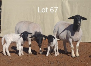 2X DORPER OOI/EWE MET LAMMERS MNR. C.C. VAN DEVENTER (Per stuk om lot te neem) - TIPE 5 /TYPE 5