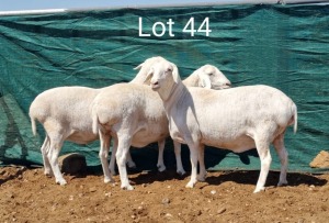 3X VAN ROOY OOI/EWE MNR. L. BOTMA (Per stuk om lot te neem) - STOET/STUD