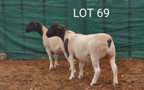 2X DORPER OOI/EWE MNR. LOUIS VAN RENSBURG (Per stuk om lot te neem) - TIPE 5 /TYPE 5