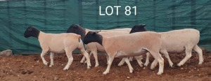 5X DORPER OOI/EWE MET LAMMERS MNR. LOUIS VAN RENSBURG (Per stuk om lot te neem) - KUDDE/FLOCK