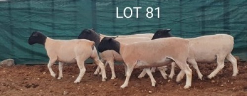 5X DORPER OOI/EWE MET LAMMERS MNR. LOUIS VAN RENSBURG (Per stuk om lot te neem) - KUDDE/FLOCK