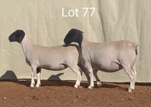 2X DORPER OOI/EWE MET LAMMERS MNR. C.C. VAN DEVENTER (Per stuk om lot te neem) - KUDDE/FLOCK