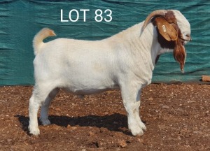 1X BOERBOK RAM MNR. LOUIS VAN RENSBURG - STOET/STUD