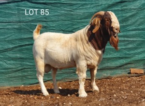 1X BOERBOK RAM MNR. LOUIS VAN RENSBURG - STOET/STUD