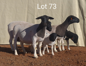 3X DORPER OOI/EWE MET LAMMERS MNR. C.C. VAN DEVENTER (Per stuk om lot te neem) - STOET/STUD