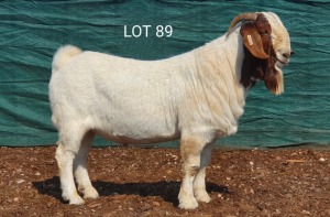 1X BOERBOK RAM MNR. LOUIS VAN RENSBURG - STOET/STUD