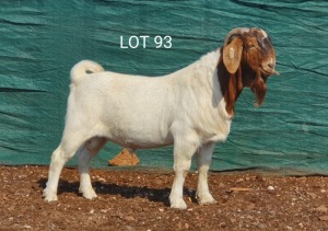 1X BOERBOK RAM MNR. LOUIS VAN RENSBURG - KUDDE/FLOCK