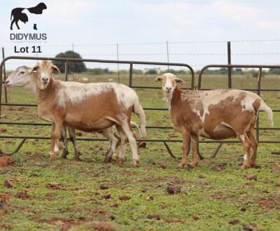 LOT 11 3X MEATMASTER DIDYMUS MEATMASTERS CHRISTOF GROBLER : 0837812076