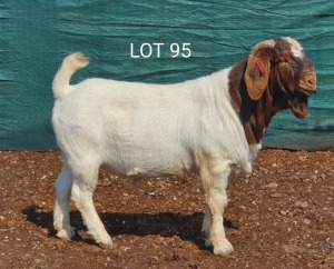 1X BOERBOK RAM DK BOERDERY - STOET/STUD